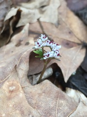 Erigenia bulbosa