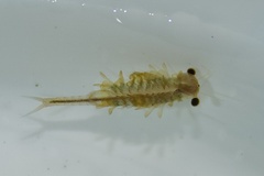 Eubranchipus oregonus