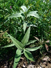 Persicaria lapathifolia lanata