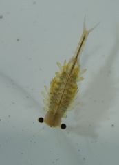 Eubranchipus oregonus