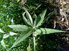 Persicaria lapathifolia lanata
