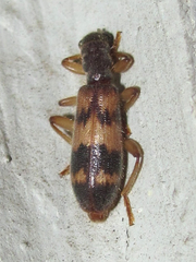 Cymatodera undulata