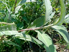 Persicaria lapathifolia lanata