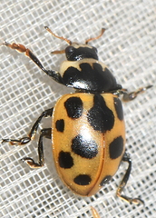 Ceratomegilla notata