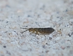 Isotominae