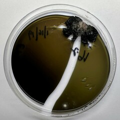 Penicillium commune