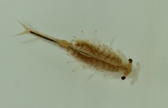 Eubranchipus oregonus