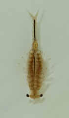 Eubranchipus oregonus