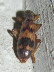 Cymatodera undulata