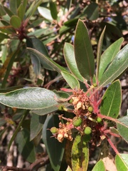 Arbutus tessellata