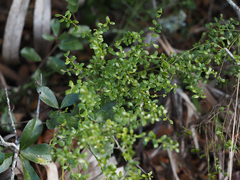 Vaccinium myrsinites