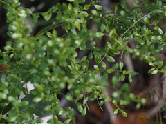 Vaccinium myrsinites