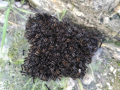 Ocnogyna clathrata