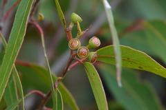 Eucalyptus umbra