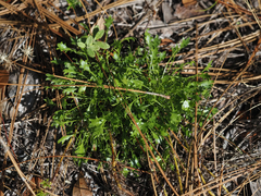 Eryngium aromaticum