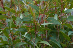 Eucalyptus umbra