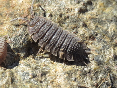 Porcellio echinatus