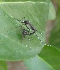 Aedes albopictus