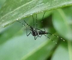 Aedes albopictus