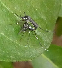 Aedes albopictus