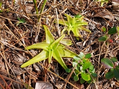 Pinguicula