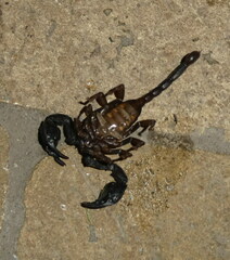 Euscorpius