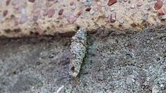 Luffia ferchaultella