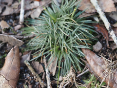 Syngonanthus flavidulus