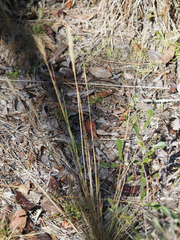 Aristida spiciformis