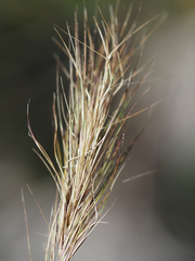 Aristida spiciformis