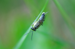 Rhogogaster picta