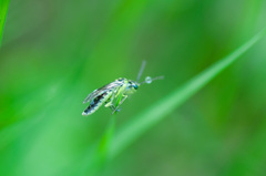 Rhogogaster picta