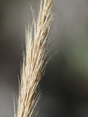 Aristida spiciformis