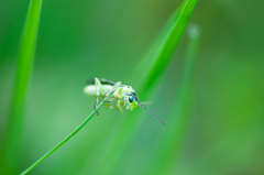 Rhogogaster picta