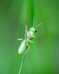 Rhogogaster picta