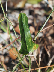 Smilax auriculata