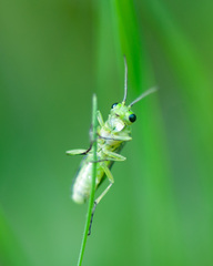Rhogogaster picta