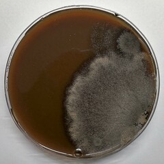 Alternaria angustiovoide