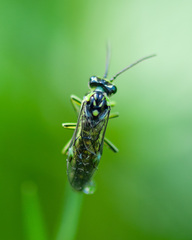 Rhogogaster picta