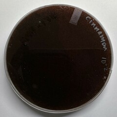 Alternaria angustiovoide