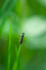 Rhogogaster picta