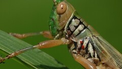 Eutrombidium trigonum