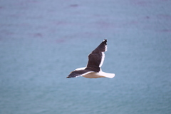 Larus dominicanus