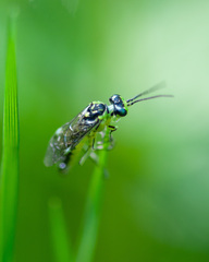 Rhogogaster picta