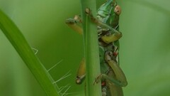 Eutrombidium trigonum
