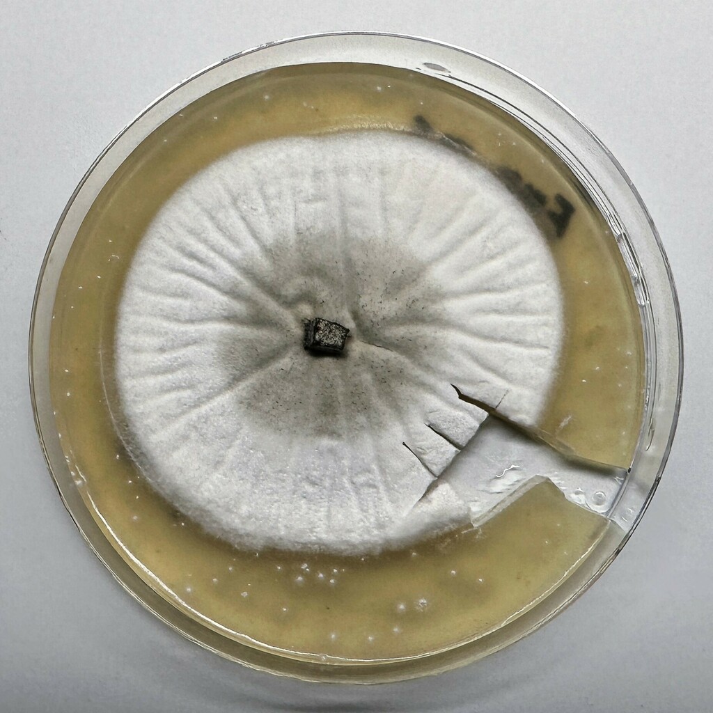 Simplicillium