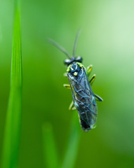 Rhogogaster picta