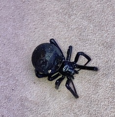 Latrodectus mirabilis