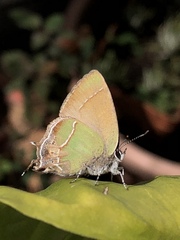 Callophrys xami xami