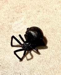 Latrodectus mirabilis